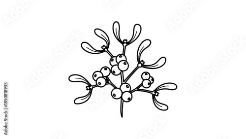Black and white illustration of mistletoe with leaves and berries on a white background, perfect for christmas or holiday designs