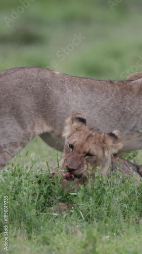  Vertical video, lion cubs feeding