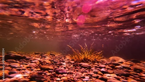Submerged riverbed with scattered pebbles and aquatic grass under warm, dappled light