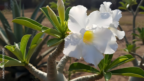 Close-up of a beautiful white desert rose flower in bloom.