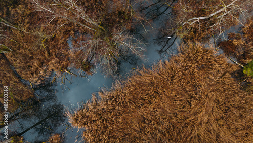 Tranquil Riverbank Reeds and Winter Forest Reflections