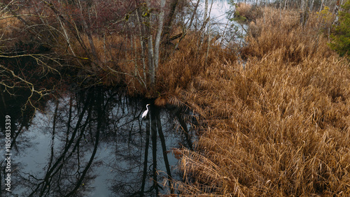Lone White Bird at Quiet Winter Lakeside