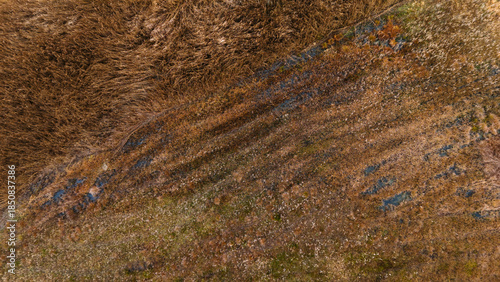 Textured Brown Grass Marshland in Early Winter Season