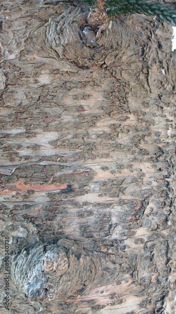 Fototapeta premium Texture of a Neem tree