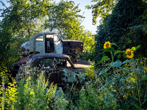 Obraz na płótnie Sunflowers Beside Stacked Rusty Vintage Cars in an Overgrown Abandoned Car Grave
