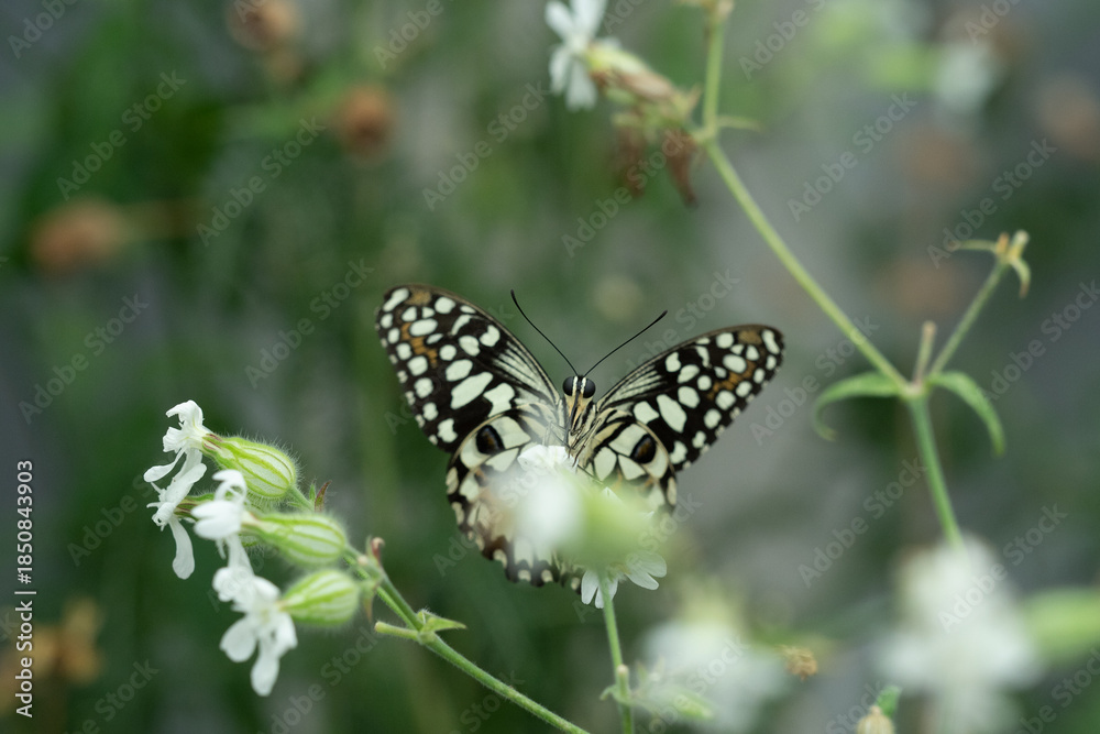 Obraz premium Black-and-White Butterfly Feeding on White Flower - Macro Nature Close-Up