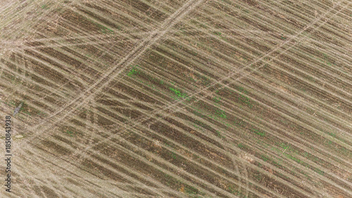 Tree Line Dividing Autumn Fields in Rural Countryside