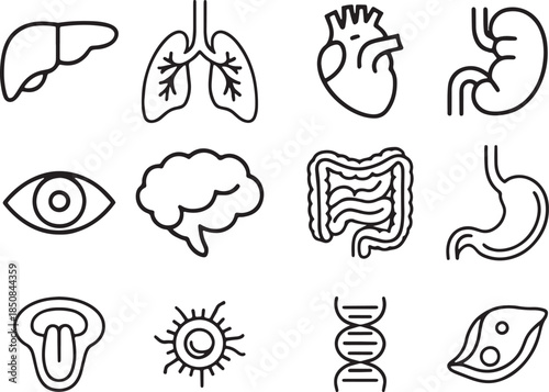 Human organ and biology icons with liver, lungs, heart, kidney, eye, brain, intestine, stomach, tongue, cell, DNA, plant cell, symbol, isolated vector set