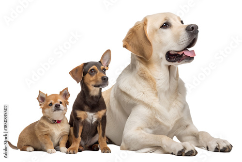 Dogs of different sizes sitting and lying together. Realistic group portrait of small, medium, and large dogs isolated on transparent background.