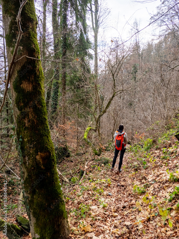 Naklejka premium Hiker with Red Backpack Walking on a Leaf-Covered Mossy Trail in a Swiss Forest