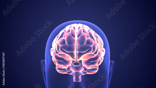 Animation of the human brain