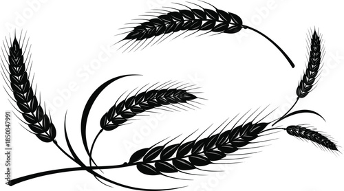 Set of detailed wheat ear silhouettes featuring organic cereal stalks and grains for agricultural branding bakery logos and natural harvest themed graphic design