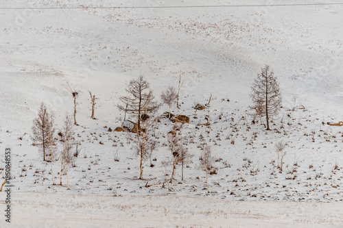 Laublose Baumgruppe in menschenleerer, verschneiter, mongolischer Winterlandschaft