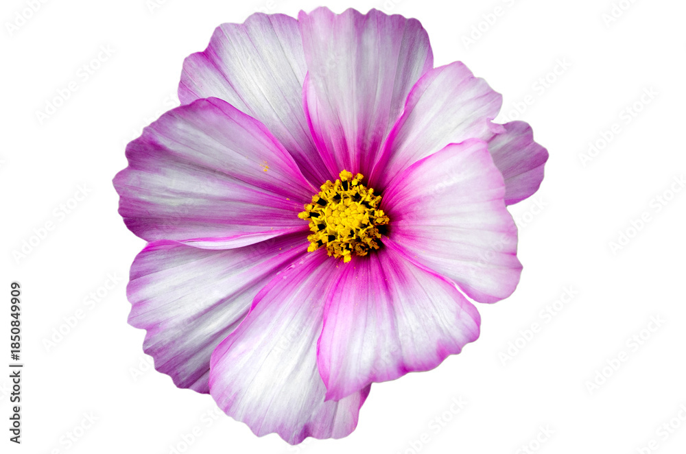 custom made wallpaper toronto digitalClose view of a flower with pink and white petals showing multiple yellow stamens in a bright light 