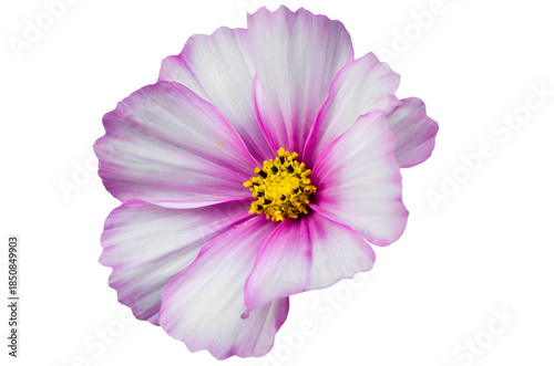 Close view of a flower with pink and white petals showing multiple yellow stamens in a bright light 