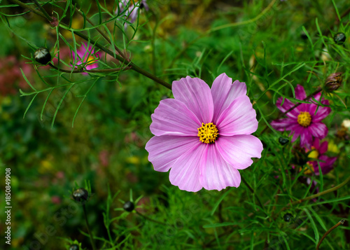 Flowers with pink and white petals, with several yellow stamens visible in bright light.