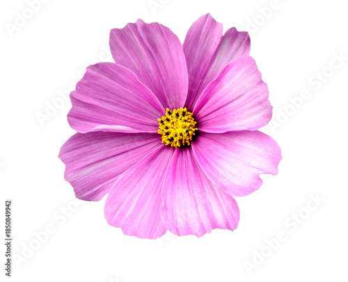 Close view of a flower with pink and white petals showing multiple yellow stamens in a bright light 