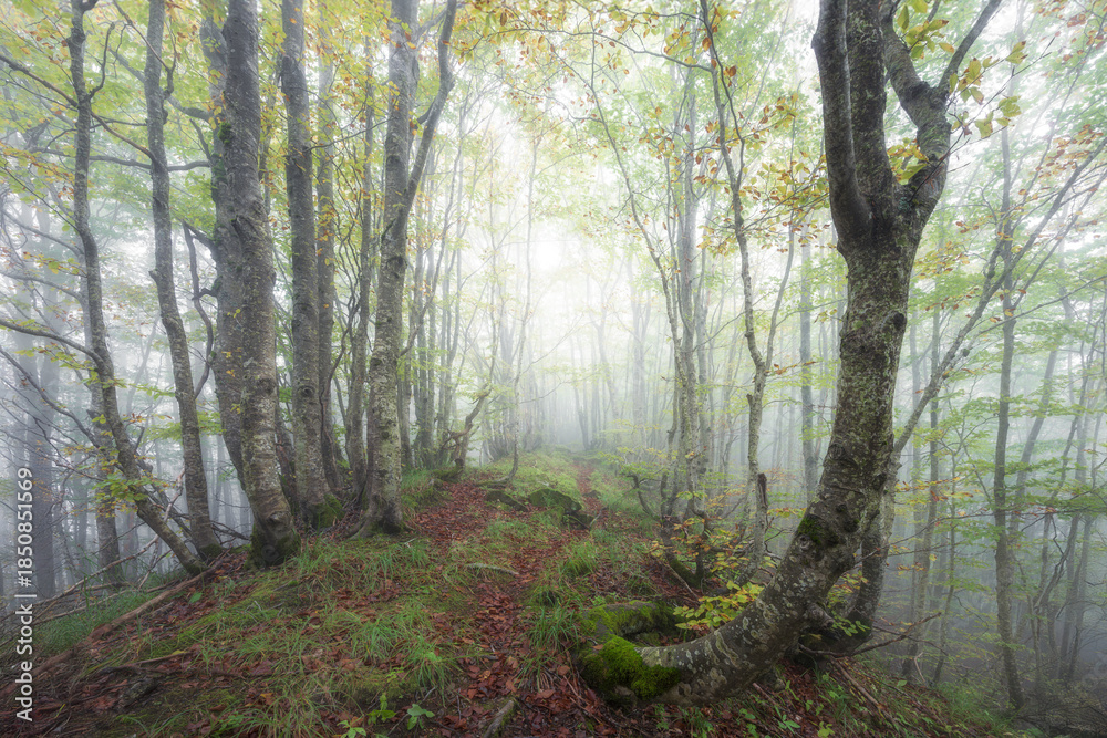 Fototapeta premium A professional wide-angle landscape photograph of a misty beech forest. Features vibrant moss, fallen autumn leaves, and a natural trail leading into a soft, diffused white fog with ethereal lightin 