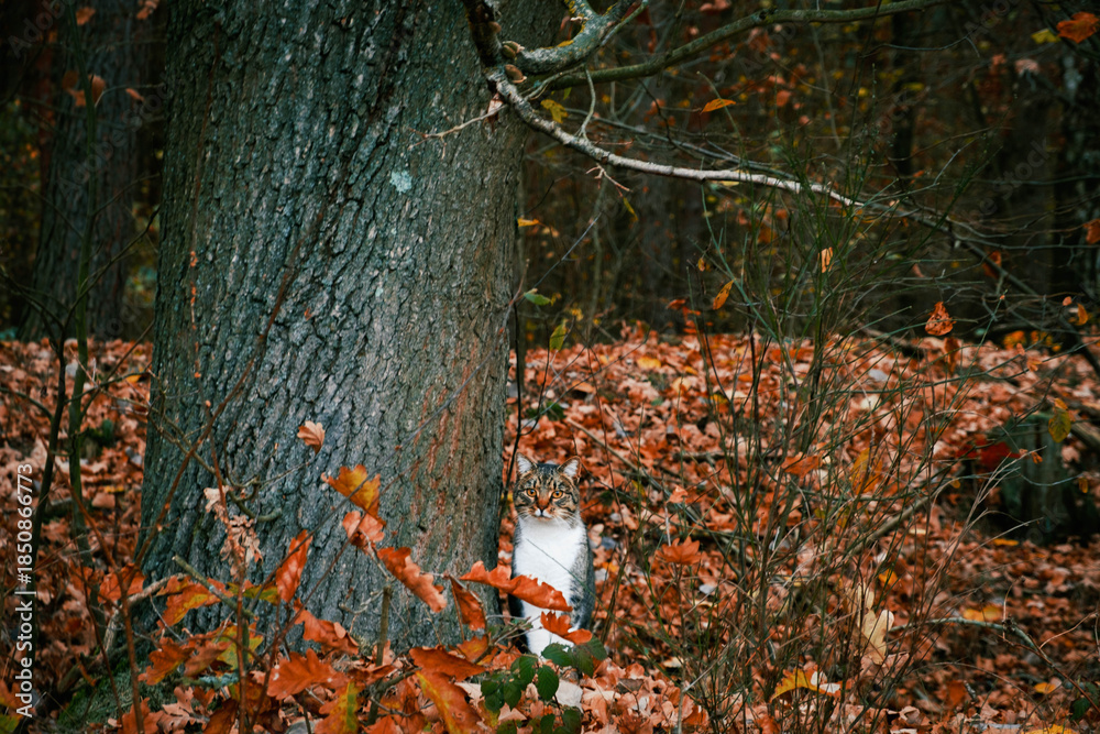 Fototapeta premium A cat under a tree during autumn.