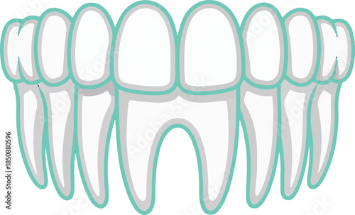 vector illustration of clean white teeth on isolated background
