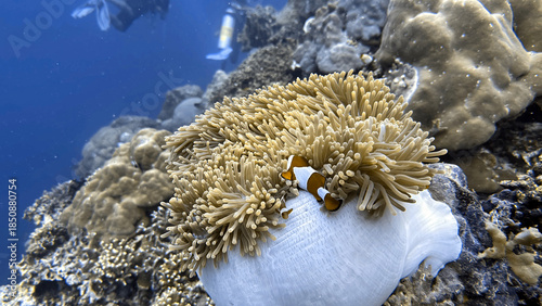 Buceo en Filipinas 2025