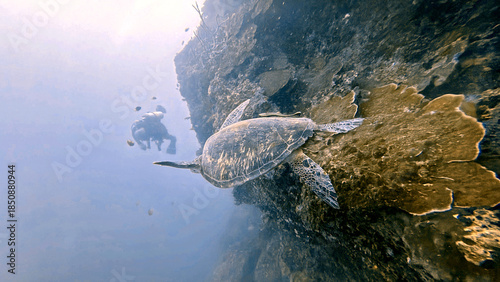 Buceo, filipinas, cebu, moalboal, peces, sardinas, tortugas, nudibranquios, pez, payaso, morena, oceano, viajes, travel, leisures, fotosub, subacuatico, mar, azul