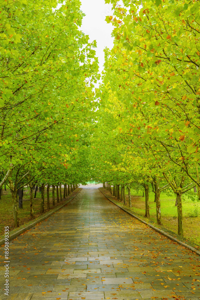 Naklejka premium Green Landscape of Park Stone Path