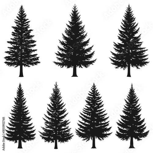 Silhouetted Evergreen Trees A Collection of Coniferous Shapes.