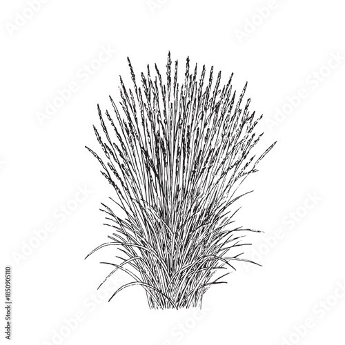 Cypress Tree Botanical Illustration Mediterranean Nature Art