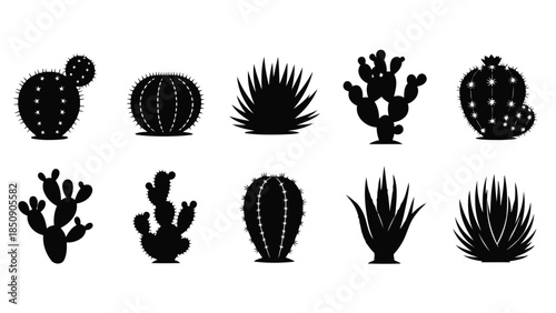 Black cactus and succulent silhouettes on white background vector
