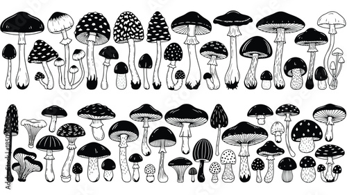 Black and white vector illustration of various mushrooms on white background