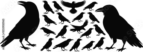 Black silhouette crow set raven bird flock flying standing vector illustration Halloween horror graphic element isolated on white background