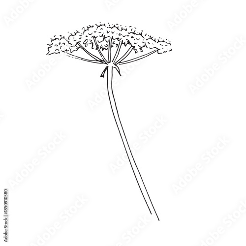 Wild Umbel Flower Line Art Botanical Illustration Isolated