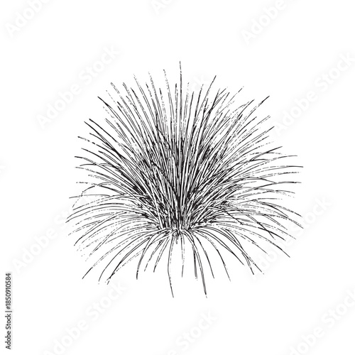 Calamagrostis Ornamental Grass Line Art Botanical Illustration