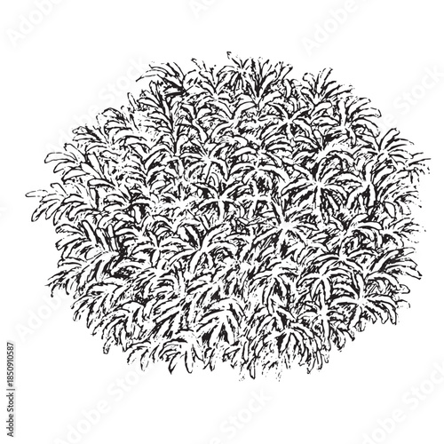 Festuca Glauca Blue Fescue Grass Line Art Botanical Illustration
