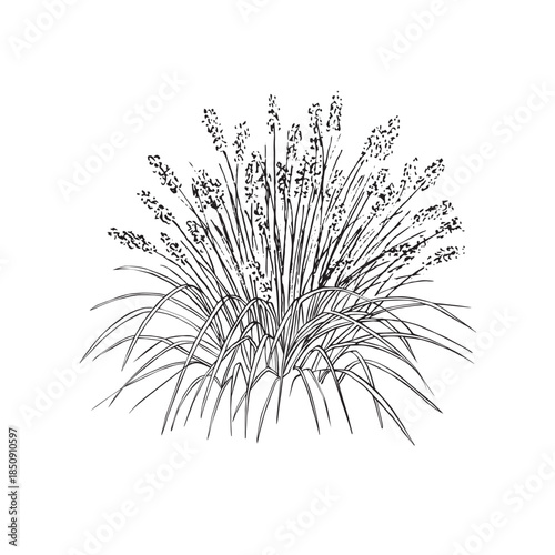 Acanthus Plant Line Art Botanical Illustration Hand Drawn