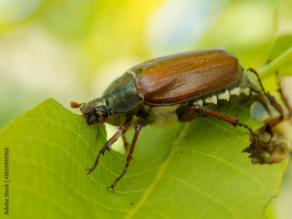 Fototapeta premium Maikäfer, Feldmaikäfer, Melolontha melolontha, Gemeiner Maikäfer