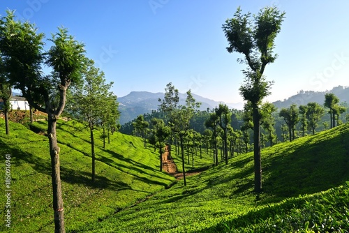 green tea plantations, South India, landscape 
