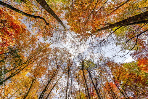Fall leaves on trees looking up at sky
