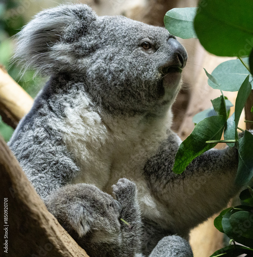 Photography koala in tree