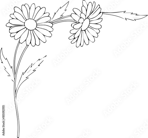 Elegant hand drawn daisies with delicate leaves create a charming floral accent for designs evoking nature's beauty and freshness