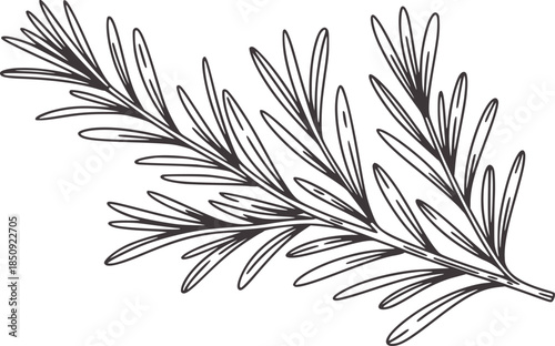 Black and white line of a conifer branch with detailed needles