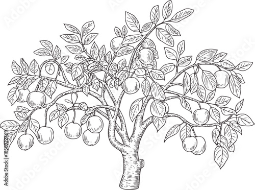 Detailed black and white line of a fruit bearing tree with leaves