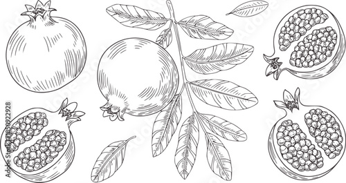 Hand drawn botanical line of pomegranates with leaves and seeds