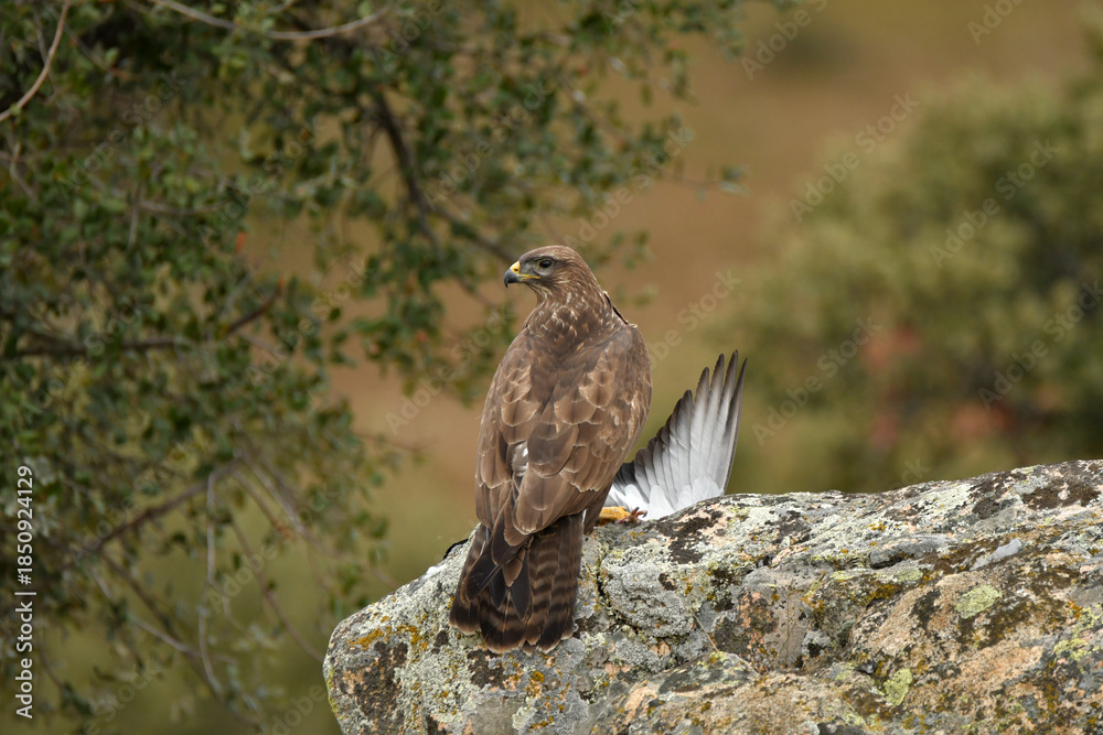 Fototapeta premium aguila ratonero con presa