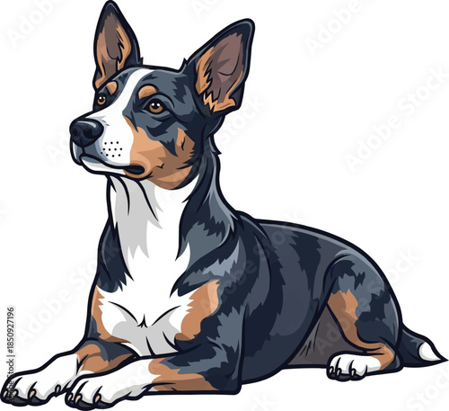 Koolie dog lying down relaxed resting with head raised