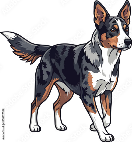 Koolie dog alert walking trotting gait movement