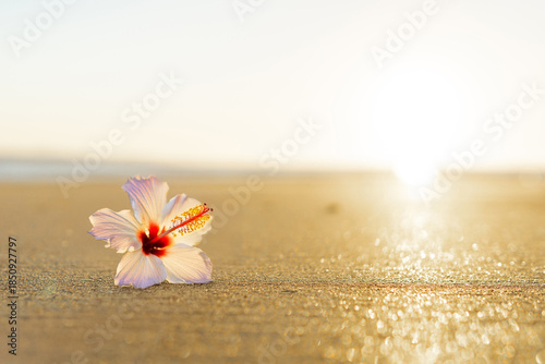 波打ち際とハイビスカス