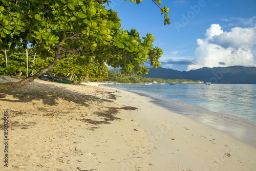 La Playa Grande white sand and palms. Las Galeras, Samana, Dominican Republic