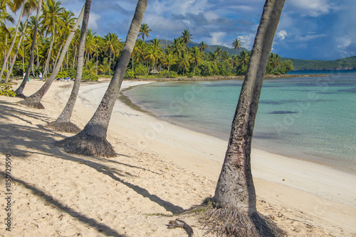 Palm trees on the Playa del Aserradero. Las Galeras, Dominican Republic